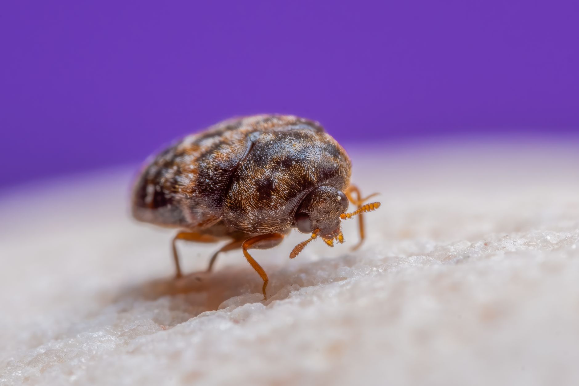 bedbugs in Raleigh